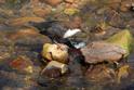 IMG_4820 Dipper.JPG